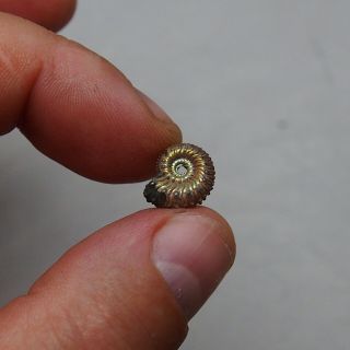 13mm Kosmoceras Pyrite Ammonite Fossils Callovian Fossilien Russia pendant 2