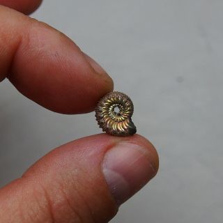 13mm Kosmoceras Pyrite Ammonite Fossils Callovian Fossilien Russia pendant 3