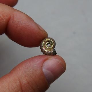 13mm Kosmoceras Pyrite Ammonite Fossils Callovian Fossilien Russia pendant 4