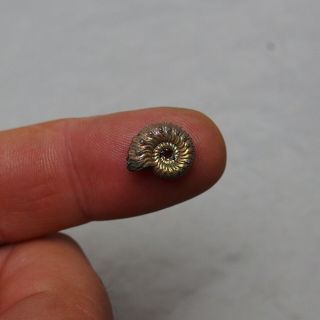 13mm Kosmoceras Pyrite Ammonite Fossils Callovian Fossilien Russia pendant 6
