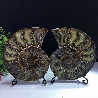 518g Natural A Ammonite Ancient Fossils Slice Nautilus Jade Shell,  Stand