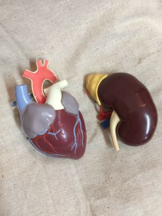 Vintage Merck Anatomical Heart And Kidney Model Plastic 1959