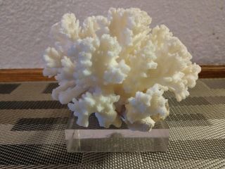 White Coral Natural On Lucite Base