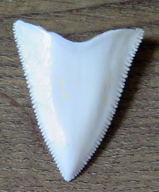 1.  779 " Upper Principle Nature Modern Great White Shark Tooth (teeth)