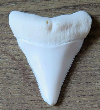 2.  093 " Lower Nature Modern Great White Shark Tooth (teeth)