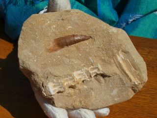 Plesiosaurus Dinosaur Tooth Fossil From Morocco 4.  51 " Inch 200 Million Years Old