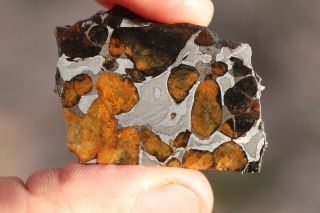 Sericho Meteorite Pallasite From Kenya Part Slice 8.  7 Grams