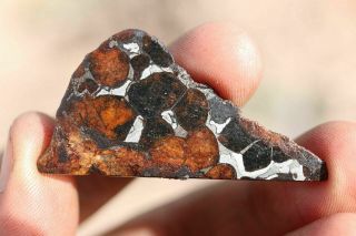 Sericho Meteorite Pallasite From Kenya Part Slice 5.  9 Grams
