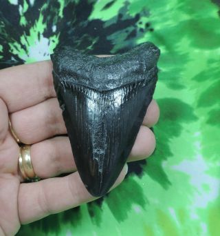 Megalodon Sharks Tooth 3 1/16  Inch No Restorations Fossil Sharks Teeth Tooth