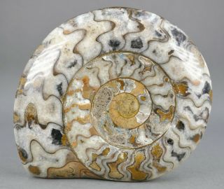 Fine Antique Moroccan Polished Nautilus Shell Stone Fossil Statue Tindouf Basin