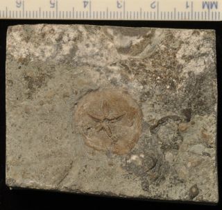 Fossil Edrioasteroid - Belochthus Orthokolus From Ontario