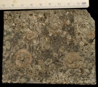 Fossil Edrioasteroids - Belochthus / Isorophusella / Cryptogoleus From Ontario