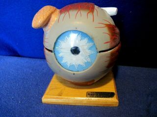 Vintage Denoyer - Geppert Biocraft Anatomical Eyeball Model