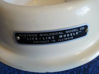 Vintage Nystrom Biological 
