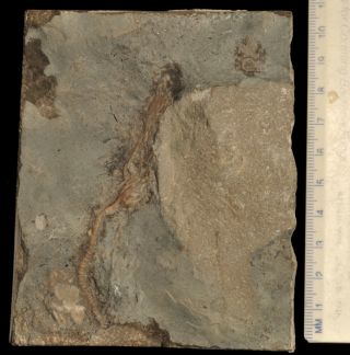 Fossil Crinoid - Daedalocrinus Bellevillensis From Ontario