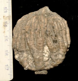 Fossil Crinoid - Forbesiocrinus Wortheni From Indiana
