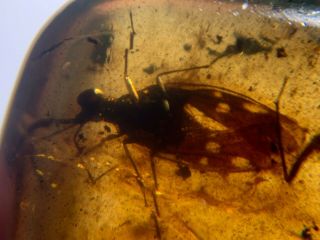 Patterned Hemiptera Stinkbug Burmite Myanmar Amber Insect Fossil Dinosaur Age