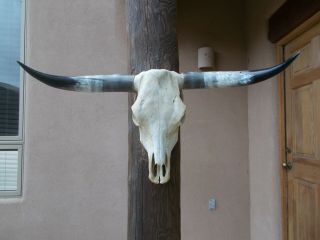 Longhorn Steer Skull 34 1/2 " Inch Wide Long Horns Mounted Bull Cow Head Horn