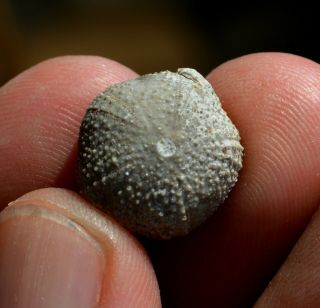 Echinoid Fossil Sea Urchins Oursin Seeigel Hemicodiopsis Bulgaria Aptian Apt37