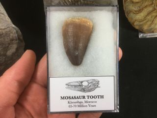 Large Mosasaur Tooth 03 - Morocco,  Marine Reptile,  Dinosaur Era Fossil