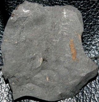Very Rare Fossil Carboniferous,  Namurian Crustaceans
