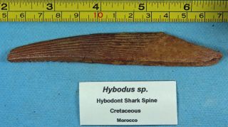 Hybodus Sp.  – Shark Spine – Morocco