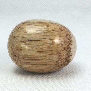 Petrified Palmwood 2 Inch Egg Shape Fossilized Palm Tree Texas State Stone