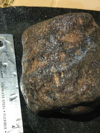 Whale Bone Fossil Agatized Gem Bone 1.  8 Pounds