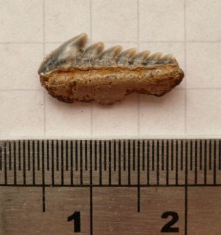 Fossil Shark Tooth,  Hexanchus Agassizi,  Eocene London Clay,  Isle Of Sheppey,  Uk