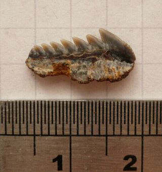 FOSSIL SHARK TOOTH,  HEXANCHUS AGASSIZI,  EOCENE LONDON CLAY,  ISLE OF SHEPPEY,  UK 2