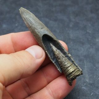 83mm Belemnite Acroelites Prepared Phragmocone Fossils Fossiles Fossilien France