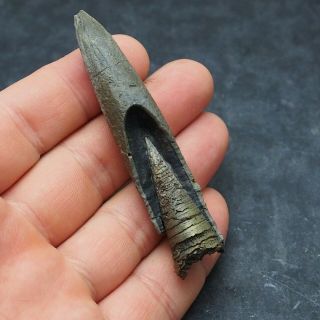 83mm Belemnite Acroelites Prepared Phragmocone fossils fossiles Fossilien France 7