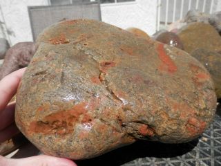 Dinosaur Coprolite Xlg 12.  10 Lbs.  Have You Seen My Other Half? Dino Dropping