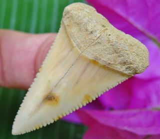 Quality CHILEAN Fossil Great White SHARK TOOTH Chile not Megalodon teeth 2