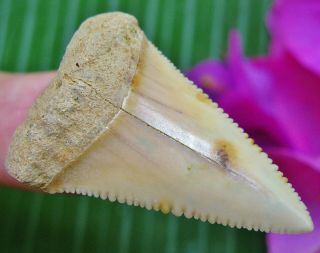 Quality CHILEAN Fossil Great White SHARK TOOTH Chile not Megalodon teeth 3