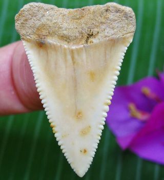 Quality CHILEAN Fossil Great White SHARK TOOTH Chile not Megalodon teeth 4