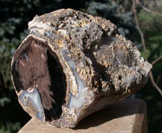 Sis: 1.  66 Lb.  Blue Forest Petrified Wood Log - Great Display Piece
