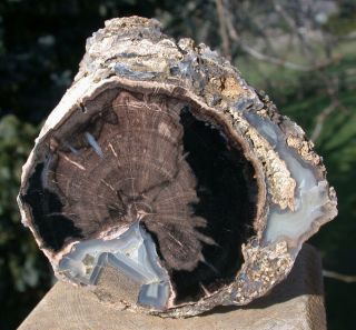 SiS: 1.  66 lb.  Blue Forest Petrified Wood Log - GREAT DISPLAY PIECE 2