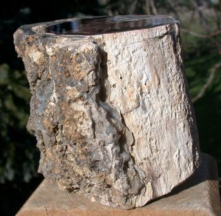 SiS: 1.  66 lb.  Blue Forest Petrified Wood Log - GREAT DISPLAY PIECE 3