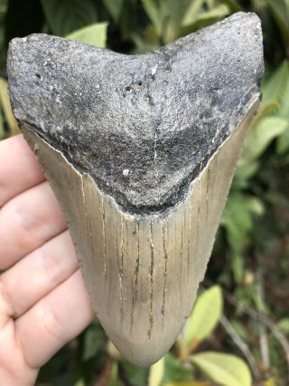 Huge 4.  49” Megalodon Tooth Fossil Shark Teeth