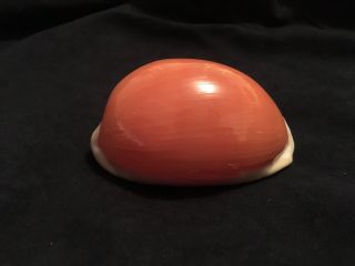 Large Rare Golden Cowrie Shell