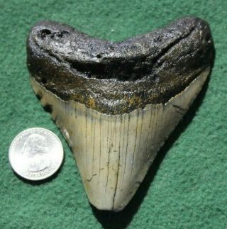 Megalodon Shark Tooth 3.  94 " Extinct Fossil Authentic Not Restored (esb36 - 20)