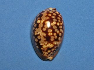 Cypraea mauritiana (Linnaeus,  1758) 