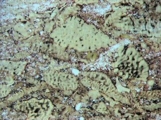 Ordovician Harding Sandstone Vertebrate Agnathan Fish Matrix Thin Sections 1/bid