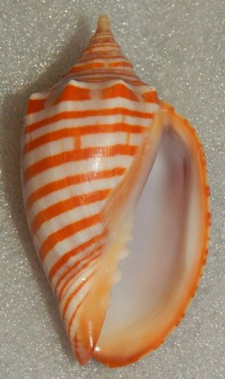 Seashell Harpulina Arausiaca Var.  Vexilla 82.  6mm Big Size