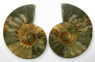 Ammonite Pair,  Polished 3 1/4 Inches X 2 5/8 Inches 126.  68 Grams Madagascar