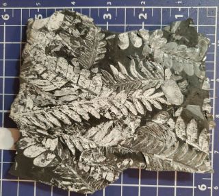6×6.  5 " Museum Quality,  White Carboniferous St Clair Pa Fern Fossil