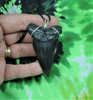 Mako Sharks Tooth Necklace 2 9/16  Fossil Sharks Teeth Jewelry Pendant