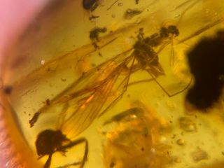2 Big Scorpion Flies Burmite Myanmar Burmese Amber Insect Fossil Dinosaur Age
