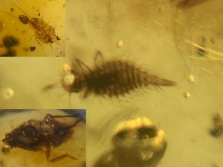 Unknown Furry Bug&cicada&roach Burmite Myanmar Amber Insect Fossil Dinosaur Age
